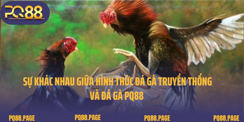 Sự khác nhau giữa hình thức đá gà truyền thống và đá gà PQ88 