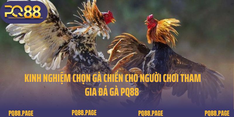 Kinh nghiệm chọn gà chiến cho người chơi tham gia đá gà PQ88 