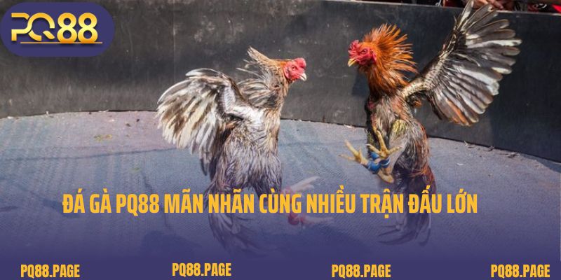 Đá gà PQ88 mãn nhãn cùng nhiều trận đấu lớn